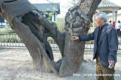 宿迁“古树保护神”张用宪行走林间50余年 用一生守护历史记忆