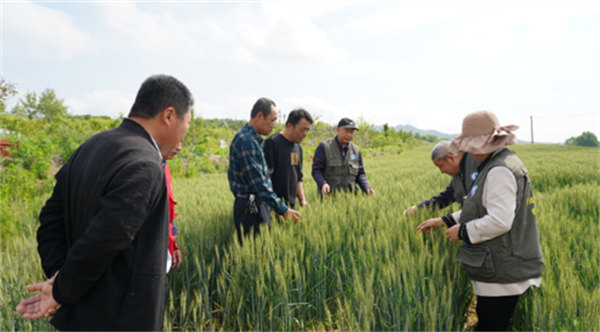 荣成市银龄人才续航驿站：农忙正当时 志愿服务显担当