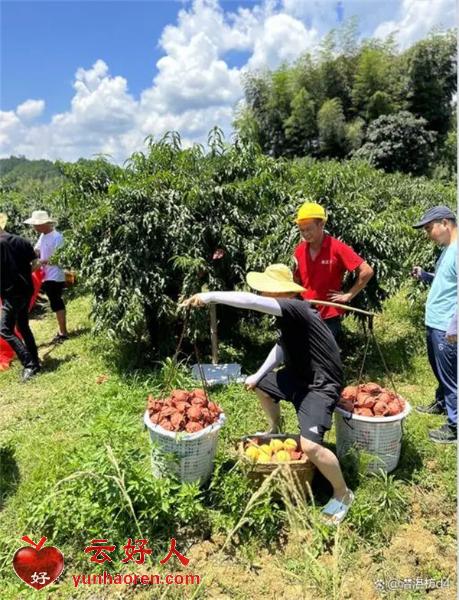  Hunan Leye went to Yanling, Zhuzhou to launch the activity of "Loving Yellow Peach · Live Broadcasting for Public Welfare"