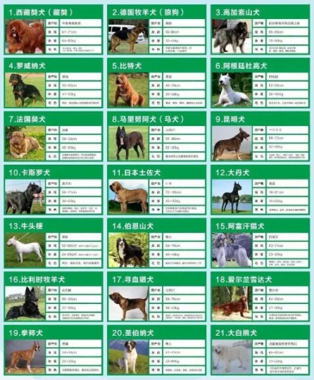 养犬必须办犬证！我市禁养21种烈性犬种