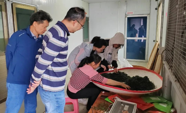  "UNMIK" Helps Hedong Tea Become "Golden Leaf"