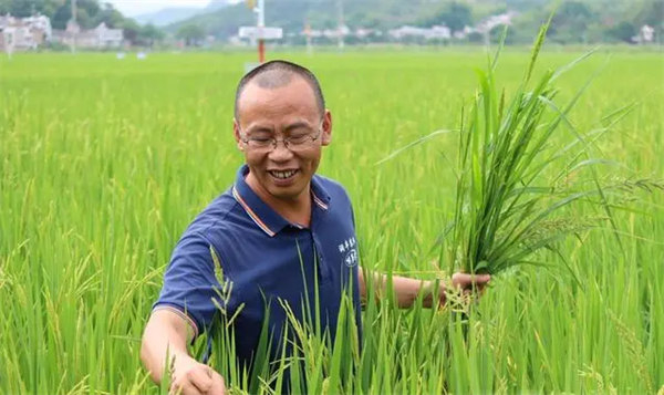 广东好人｜罗新辉：致力水稻种植高质高效发展，带动村民致富